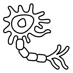 Botulinum Neurotoxin, immunogenecity, anti-toxin antibody assessment